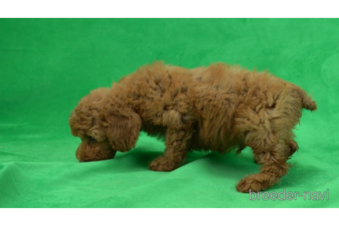 成約済の東京都のトイプードル-154178の3枚目